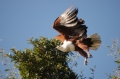 Fish eagle flying 